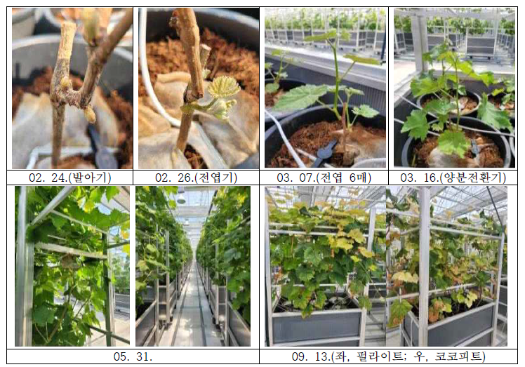 포도 샤인머스켓 품종의 양액재배에 따른 생육 양상(2022년)