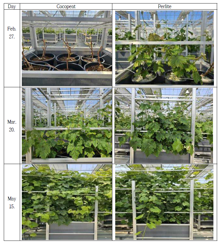 포도 샤인머스켓 품종의 양액재배에 따른 생육 양상(2023년)