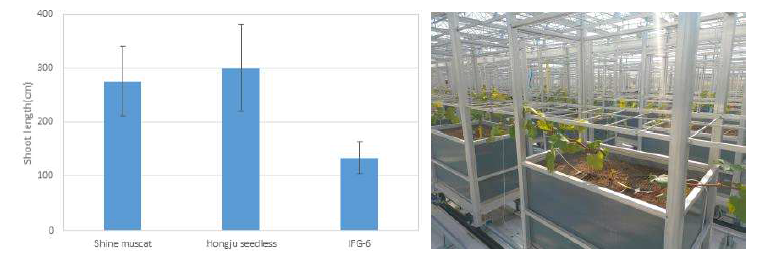포도 대형단동하우스의 품종별 신초길이 및 수형 구성