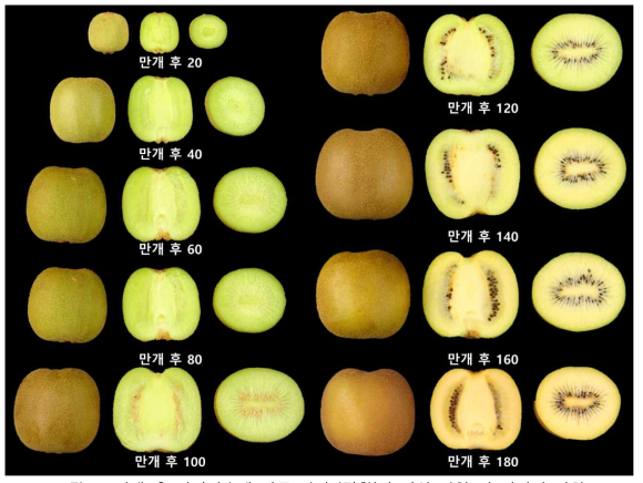 만개 후 경과일수에 따른 키위 ‘감황’의 과실 외형 및 단면의 변화