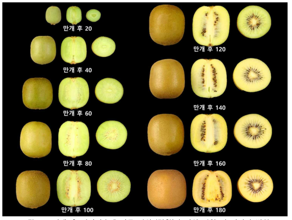 만개 후 경과일수에 따른 키위 ‘감황’의 과실 외형 및 단면의 변화