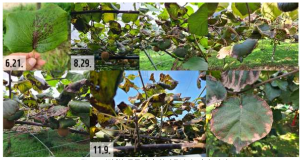 ‘감황’ 품종에서 잎점무늬병 발생 양상