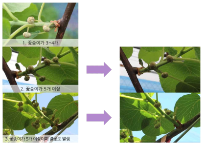 ‘감황’ 꽃봉오리 착생 양상에 따른 솎기 방법