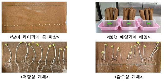 발아페이퍼 활용 줄기 상처 접종 사진