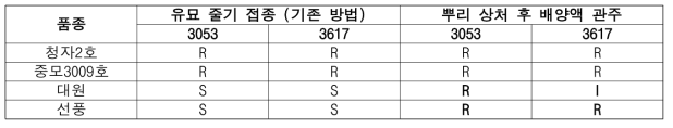 뿌리 상처 후 배양액 관주 접종 결과