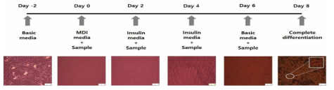 Diagram of adipocyte differentiation process