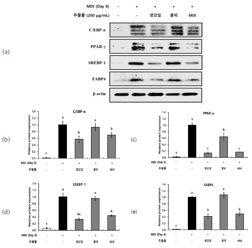 Protein expression effects of agricultural products on adipocyte differentiation in 3T3-L1 cells. (a) representaive pictures (b) C/EBP-α, (c) PPAR-γ, (D) SREBP-1, (E) FABP4 Values are mean ± SE (n=3). a-e Means with different letters within the rows are significantly different (p<0.05); a-c Means with different letters within the columns are significantly different (p<0.05)