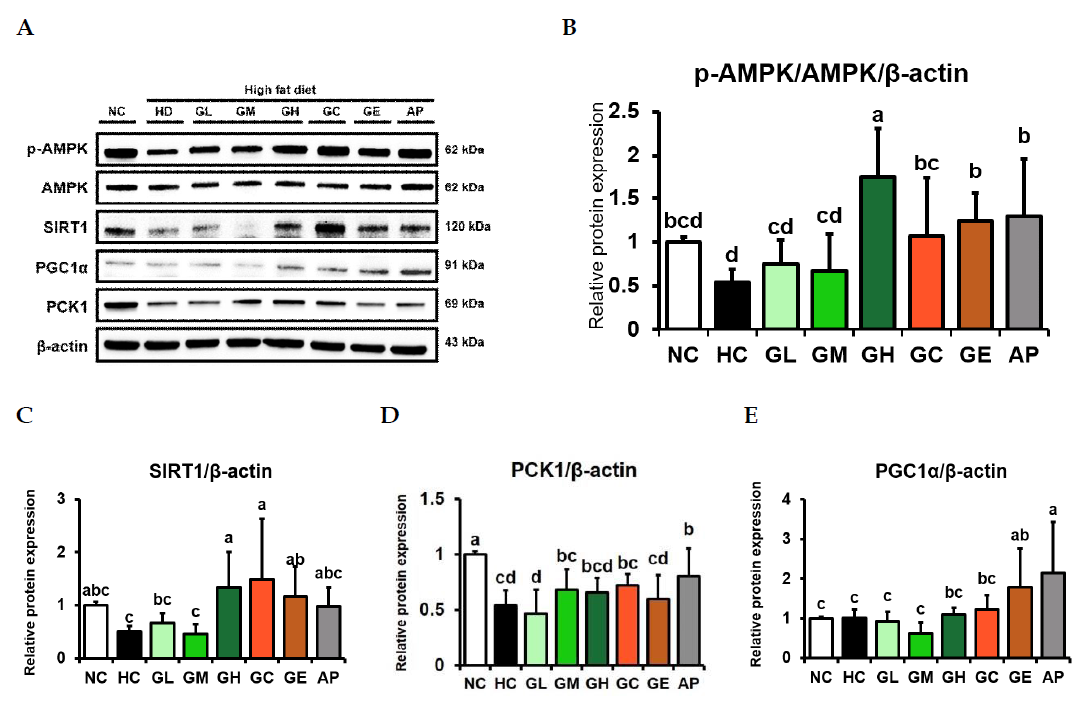 Expression of proteins related to energy metabolism in the liver of High-fat diet-induced obese mice Values are mean ± SD (n=8). a-e Means with different letters are significantly different (p<0.05)