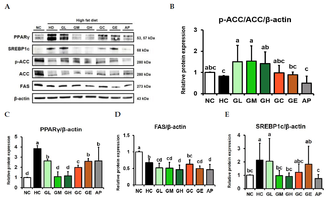 Expression of proteins related to lipogenesis in the liver of High-fat diet-induced obese mice Values are mean ± SD (n=8). a-e Means with different letters are significantly different (p<0.05)