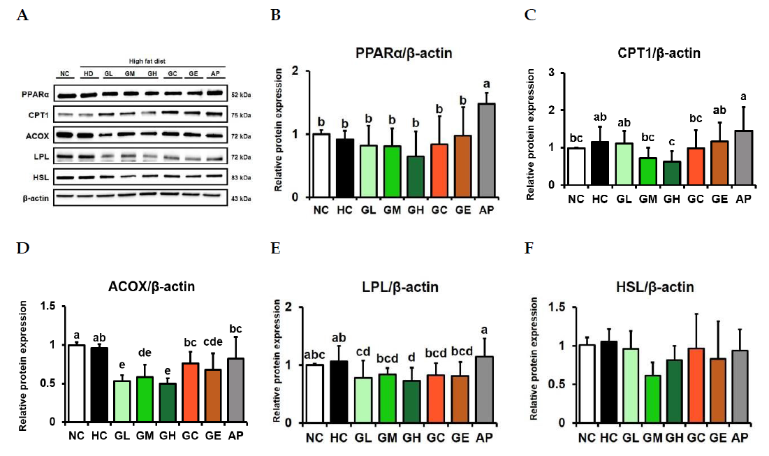 Expression of proteins related to fatty acid oxidation and lipolysis in the liver of High-fat diet-induced obese mice Values are mean ± SD (n=8). a-e Means with different letters are significantly different (p<0.05)