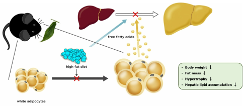 Ginger leaf extract ameliorates obesity and hepatic steatosis by reducing lipogenesis through AMPK and pACC induction in high-fat diet-fed mice