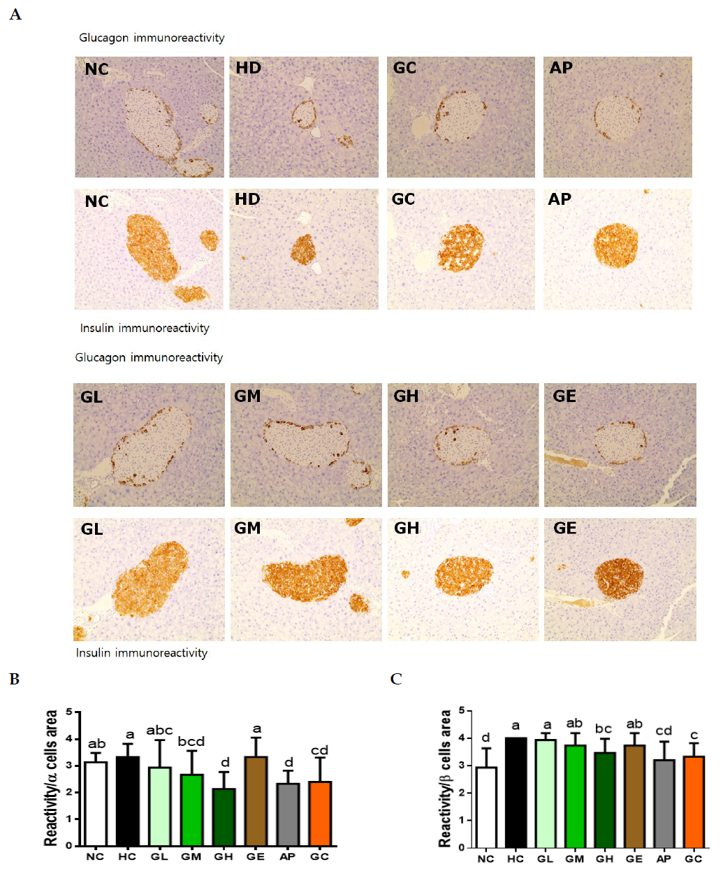 Histological examination of pancreas from mice fed high-fat diet for 12 weeks