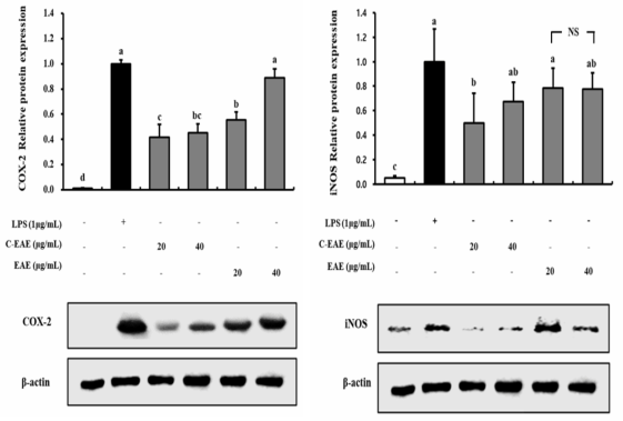 Effects of ginger leaf extracts on the production of Cytokine TNF-α, IL-6, IL-1β, PGE2 in RAW264.7. RAW264.7 cells were incubated for 24 hour (5% CO2, 37°C) with various concentrations of EAE and C-EAE samples. The COX-2, iNOS protein expressions were measured in lysates of the cells by Western blotting. NS, not significance; Star marks represent significant differences by t-test against none treatment (*p<0.05; **p<0.01 and ***p<0.001). Means with different letters represent significances at p<0.05 by Duncan’s multiple range test