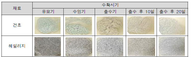 2년차(2022년) 트리티케일 수확시기별 건초(hay)와 헤일리지(haylage)의 조회분 (crude ash) 분석 결과 * 광물질에 따라 Mn은 청록색, Cu는 흑색, Fe은 갈색을 의미함