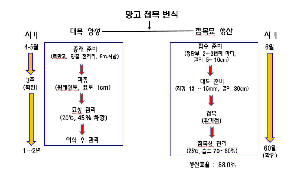 망고 우량묘 생산을 위한 접목 번식 시스템 모식도