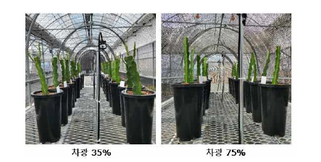 용과 차광 처리 전경