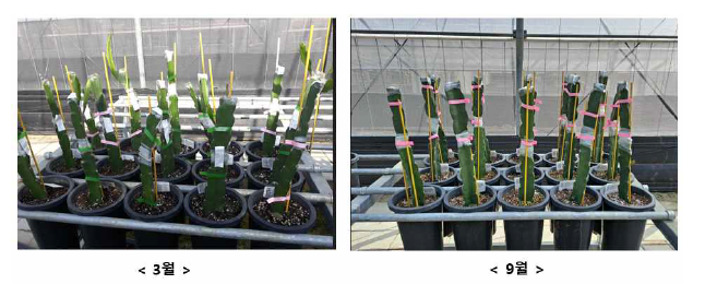접목 시기에 따른 접목 후 신초 발생 전경