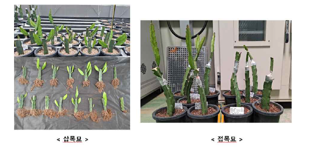 삽목묘와 접목묘의 초기 생육 특성 비교