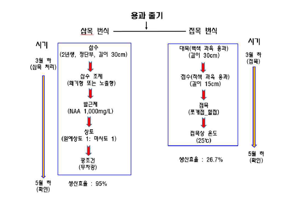 용과 우량묘 생산을 위한 삽목 및 접목 번식 시스템 모식도