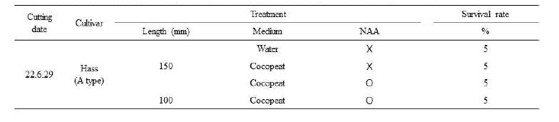 Hass 품종의 삽목 조건별 생존 여부