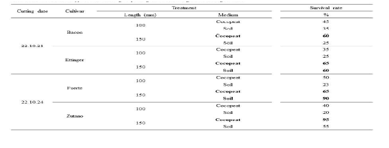 ‘Bacon’, ‘Ettinger’, ‘Fuerte’, ‘Zutano’ 품종의 삽목 조건별 생존율 비교
