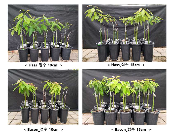 접수 길이에 따른 접목 후 신초발생 전경