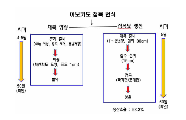 아보카도 우량묘 생산을 위한 접목번식 모식도