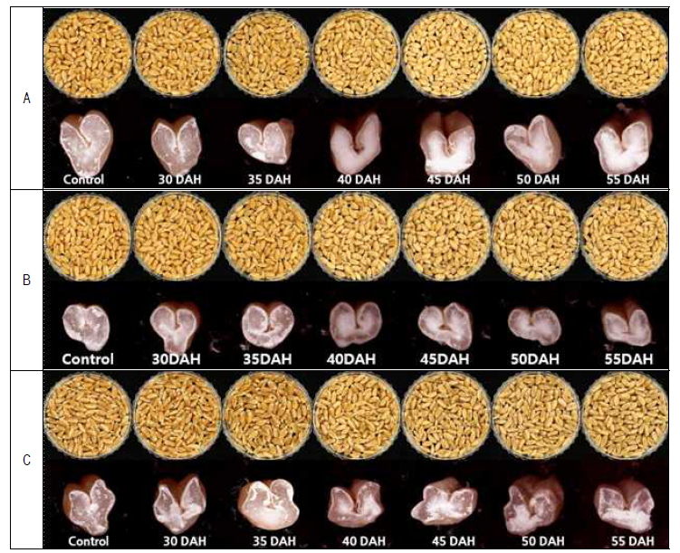 강우처리 시기별 조경(A), 금강(B), 황금알(C)의 종자외관 및 종자단면(DAH = Days after heading)