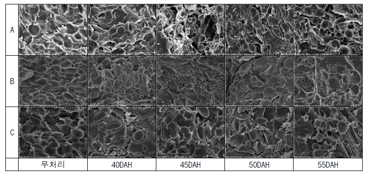 강우처리 시기별 조경(A), 금강(B), 황금알(C) 단면 주사전자현미경 촬영 사진