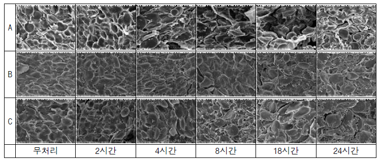 강우 지속시간별 조경(A), 금강(B), 황금알(C) 단면 주사전자현미경 촬영 사진