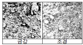 품종별 전분구조 비교