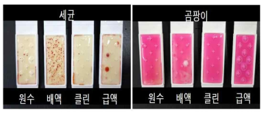 Agar 배지(TTC/ROSE Dipslide) 미생물 밀도 분석 결과