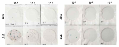 건조 배지(3M Petriflim) 미생물 밀도 분석 결과