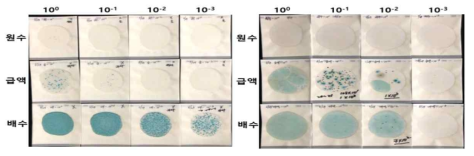 건조 배지(3M Petriflim) 미생물 밀도 분석 결과