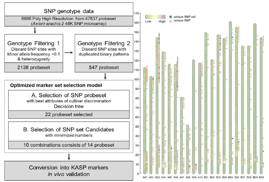 품종판별 마커 선발과정(좌) 및 SNP microarray 유래 variant 분포 및 선발마커 위치(우)