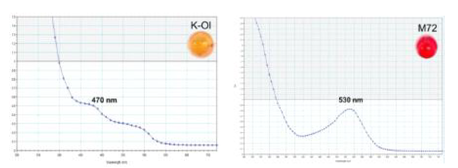 케이올×밀양 72호 RIL 집단 모부본 색소추출물의 UV 스펙트럼 분석 *프로시아니딘 최대흡수파장: 470nm, 안토시아닌 최대흡수파장: 530nm