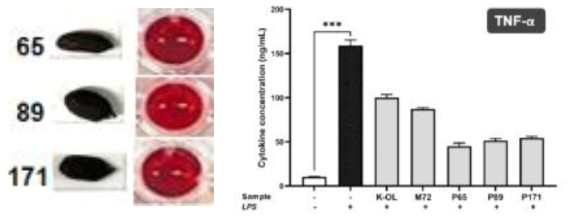 땅콩 케이올×밀양72호 집단내의 산화질소억제 고활성 자원의 염증성 사이토카인 분비능 분석