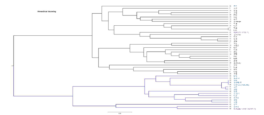 들깨 품종 및 자원들의 유연관계 분석