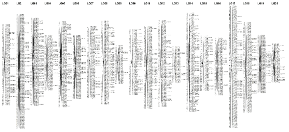 대실/잎들깨1호 RIL Genetic Linkage map