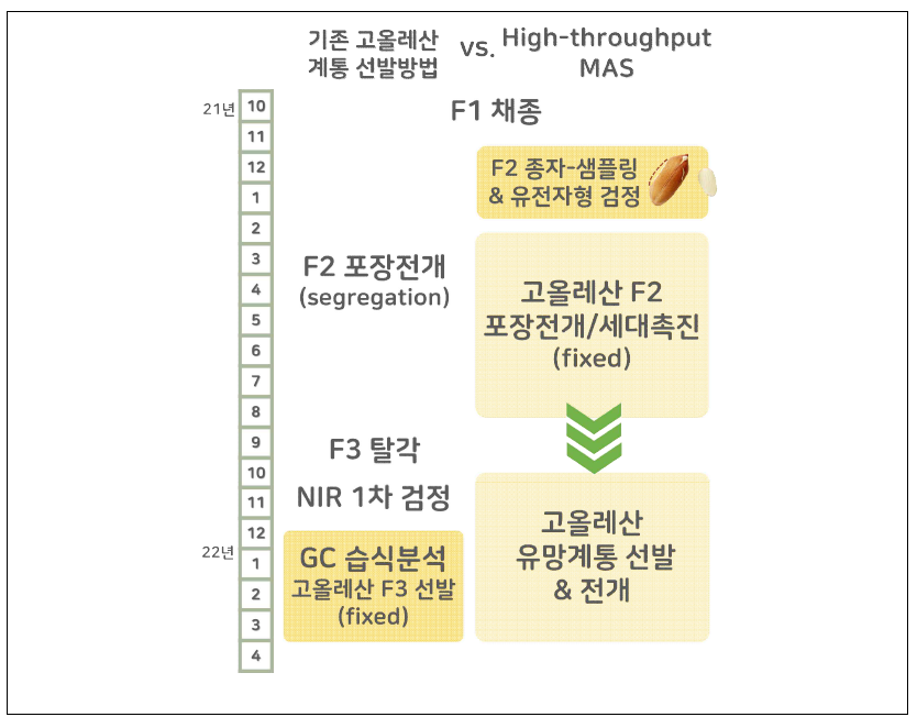 고올레산 계통 선발방법 비교 모식도