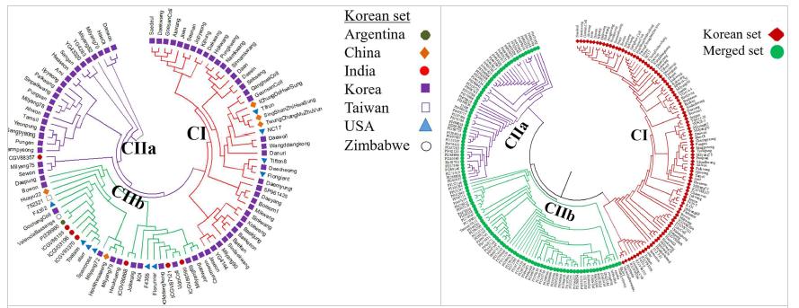 96개 자원(좌), 96개 자원 + US miniCC 집단(우)의 phylogenetic tree