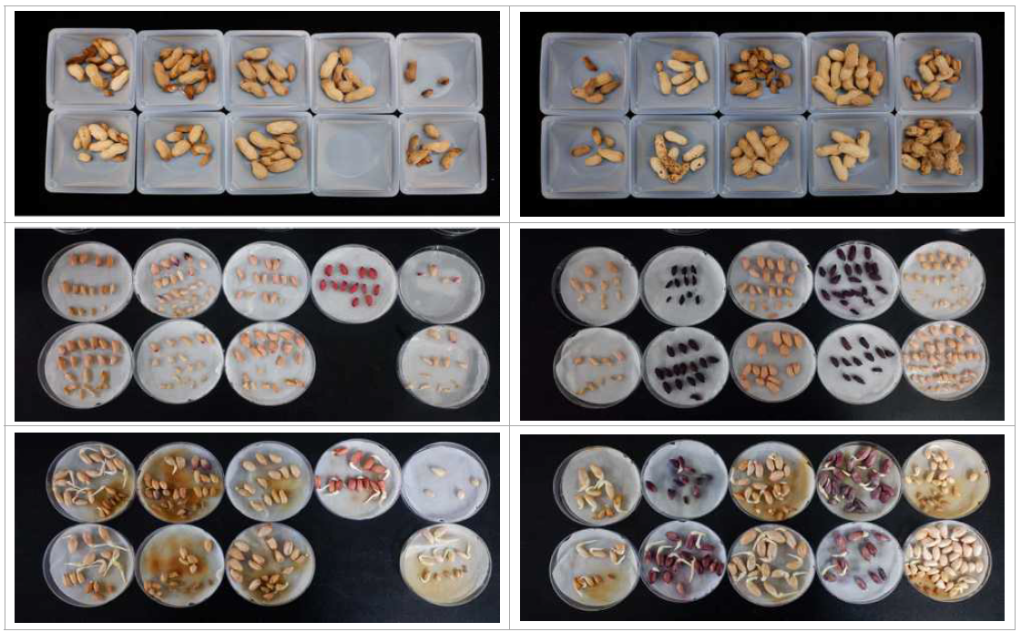수확 협 및 종자 발아율 검사 *(좌>우) (위)신팔광,케이올, 다안, 세원, 해올, (아래)흑찬, 고원, 보라온, 우도올레-1