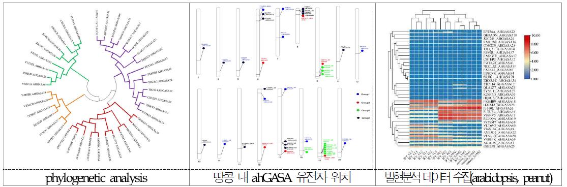 땅콩 ahGASA gene의 계통수 및 유전체 내 위치, 발현분석 데이터