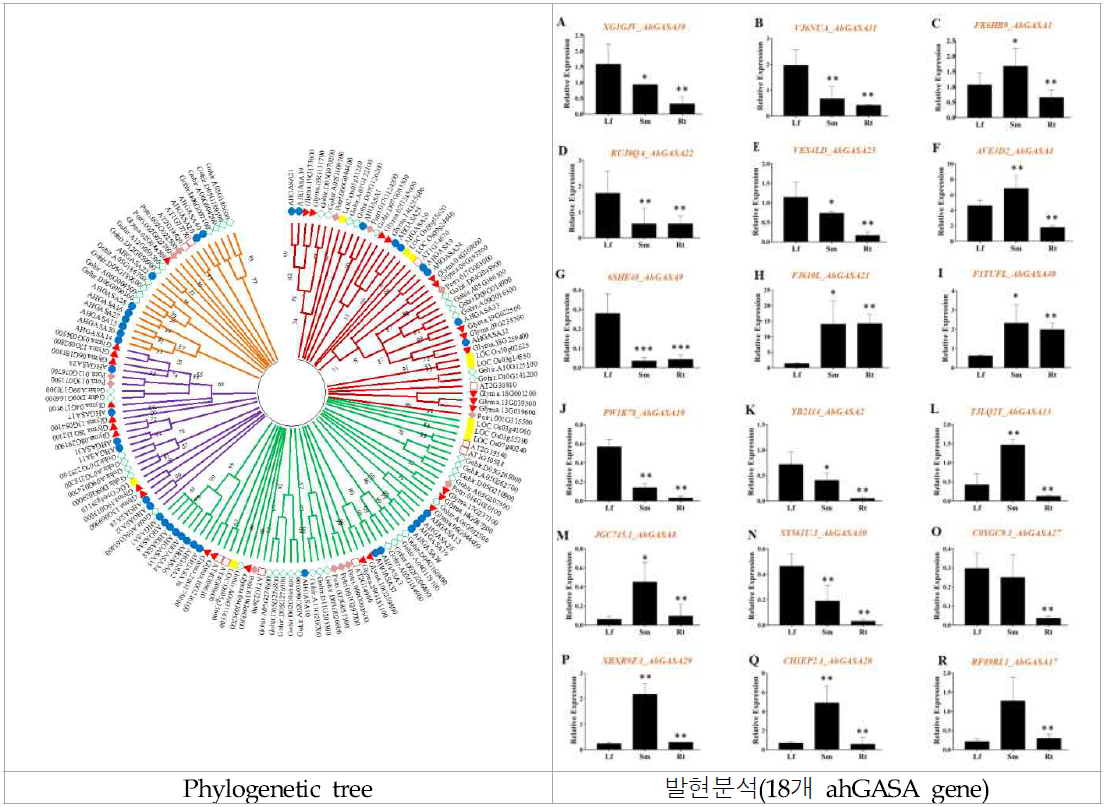 GASA 유전자 서열을 기반으로 한 계통수 및 ahGASA의 땅콩 기관 별 발현 분석
