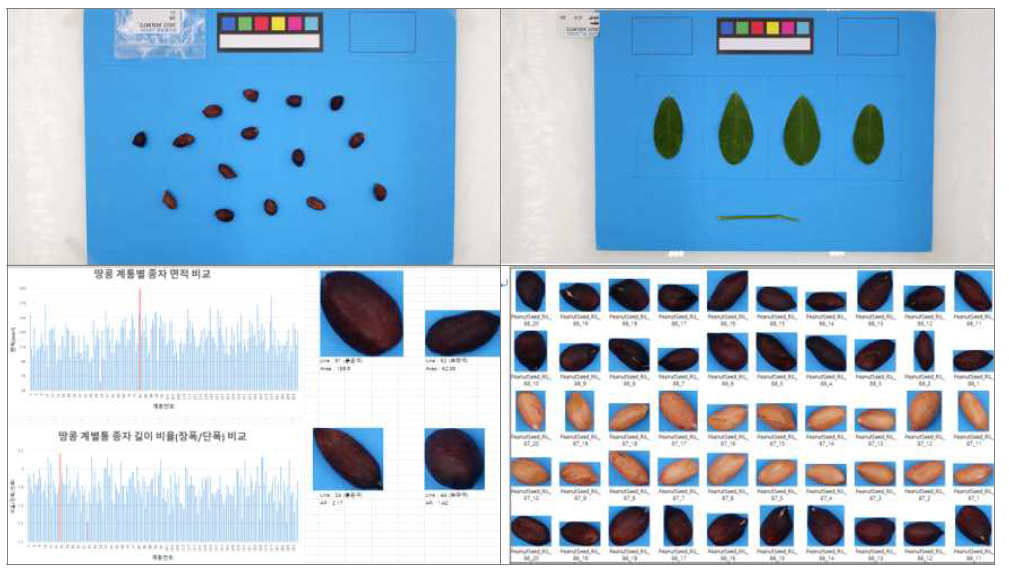 RIL 집단의 화상정보를 활용한 종자 크기, 형태, 색도 영상분석