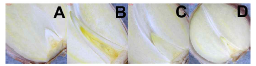 저장온도에 따른‘남도’마늘의 저장 8주 후 내부엽 생장 사진. A; 대조구(20.91±2.22℃), B; 5℃, C; 10℃, D; 15℃.