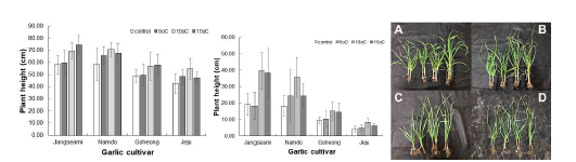 품종별 저온 저장마늘 정식후 초장, 생체중 및 생육사진 (재배 77일후). A; 장새미, B; 남도, C; 고흥재래, D; 제주재래