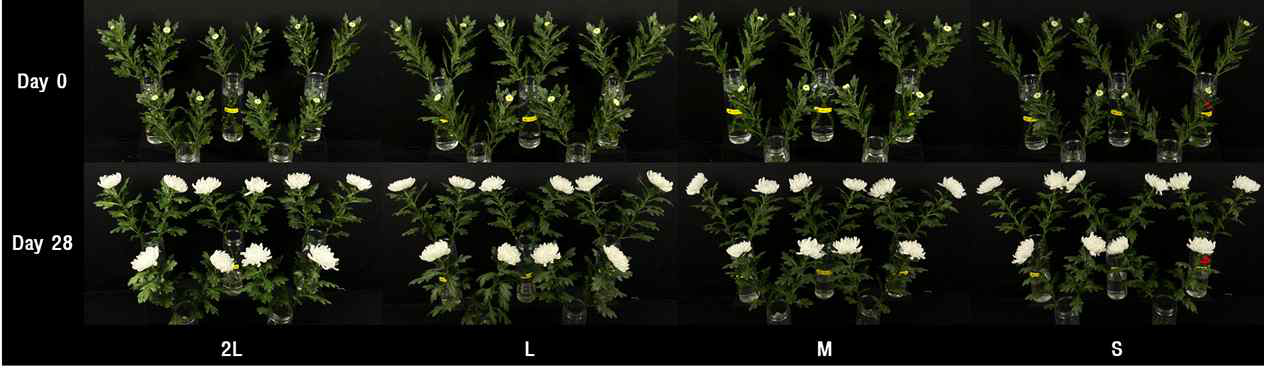 수출 절화 국화 ‘백마’의 절화 보존기간 중 외관 변화
