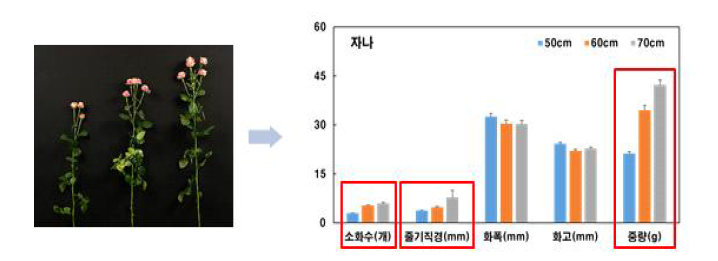 절화 장미‘자나’품종의 선별등급 별 초기 특성