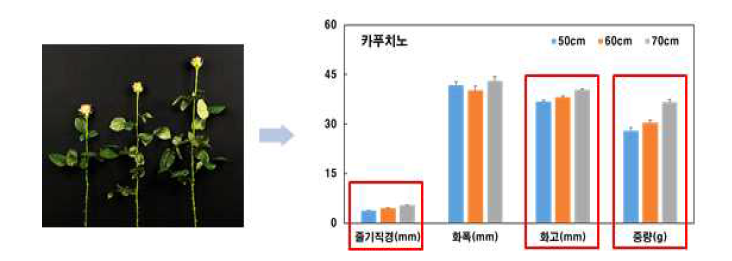 절화 장미‘카푸치노’품종의 선별등급 별 초기 특성